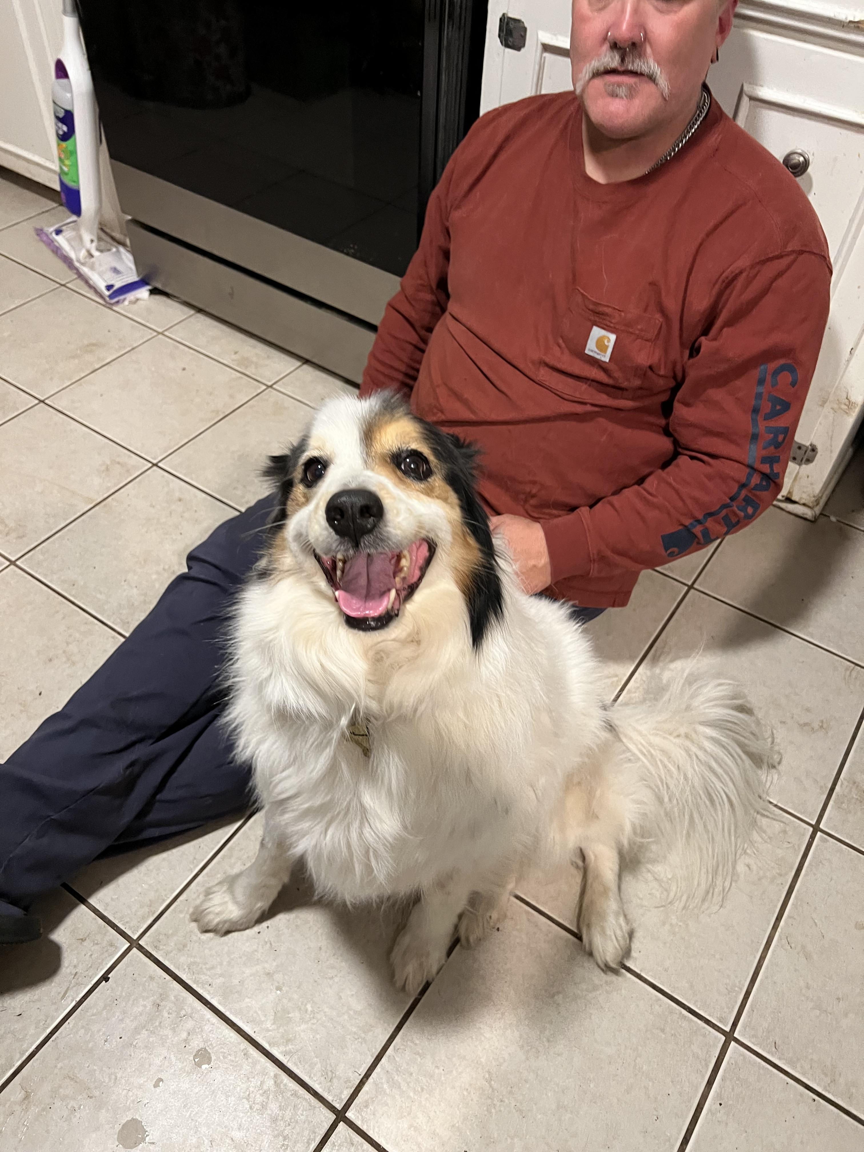 Enlarge Fosters Needed-HELP US! , a Adoptable Poodle in Franklin, TN image 2/3