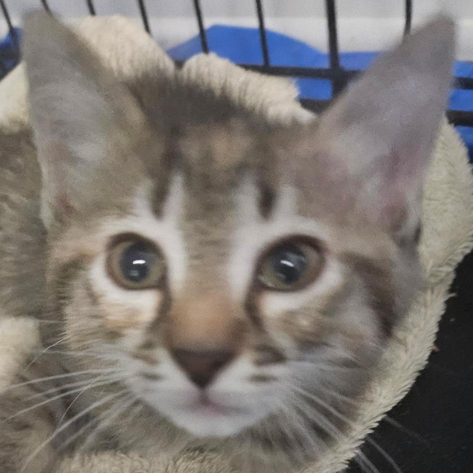 Enlarge Cloudy, a Adoptable mixed breed in Springfield, IL image 1/1