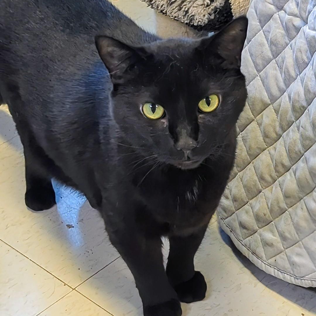 Valentino, a Adoptable Domestic Short Hair in West Jefferson, OH image 6/6