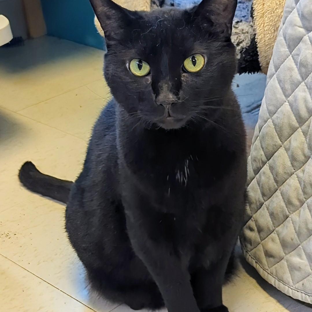 Valentino, a Adoptable Domestic Short Hair in West Jefferson, OH image 4/6