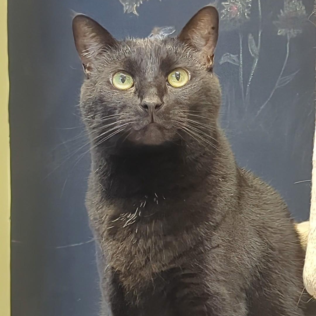 Valentino, a Adoptable Domestic Short Hair in West Jefferson, OH image 1/6