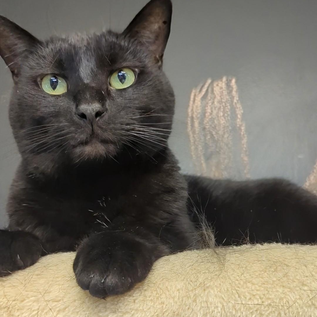 Valentino, a Adoptable Domestic Short Hair in West Jefferson, OH image 2/6