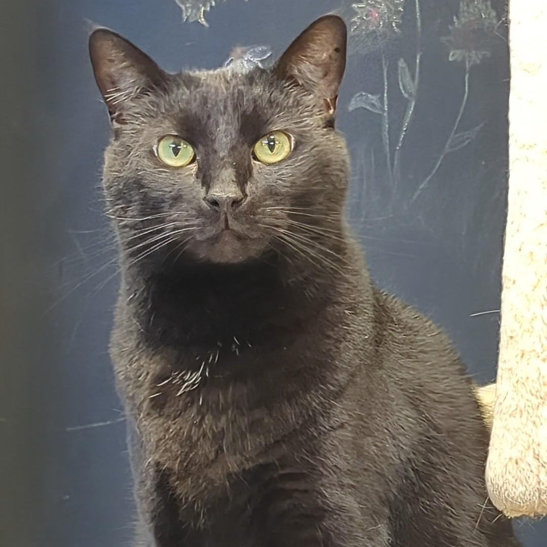 Valentino, a Adoptable Domestic Short Hair in West Jefferson, OH image 3/6