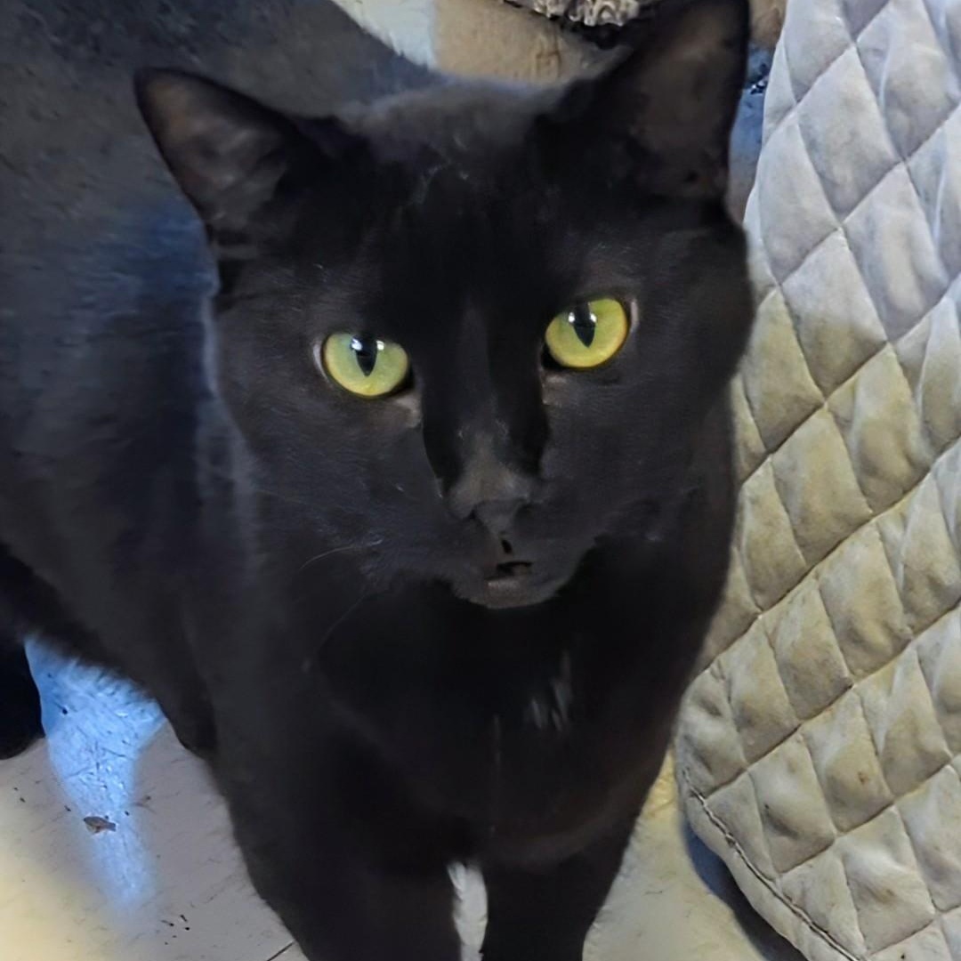 Valentino, a Adoptable Domestic Short Hair in West Jefferson, OH image 5/6