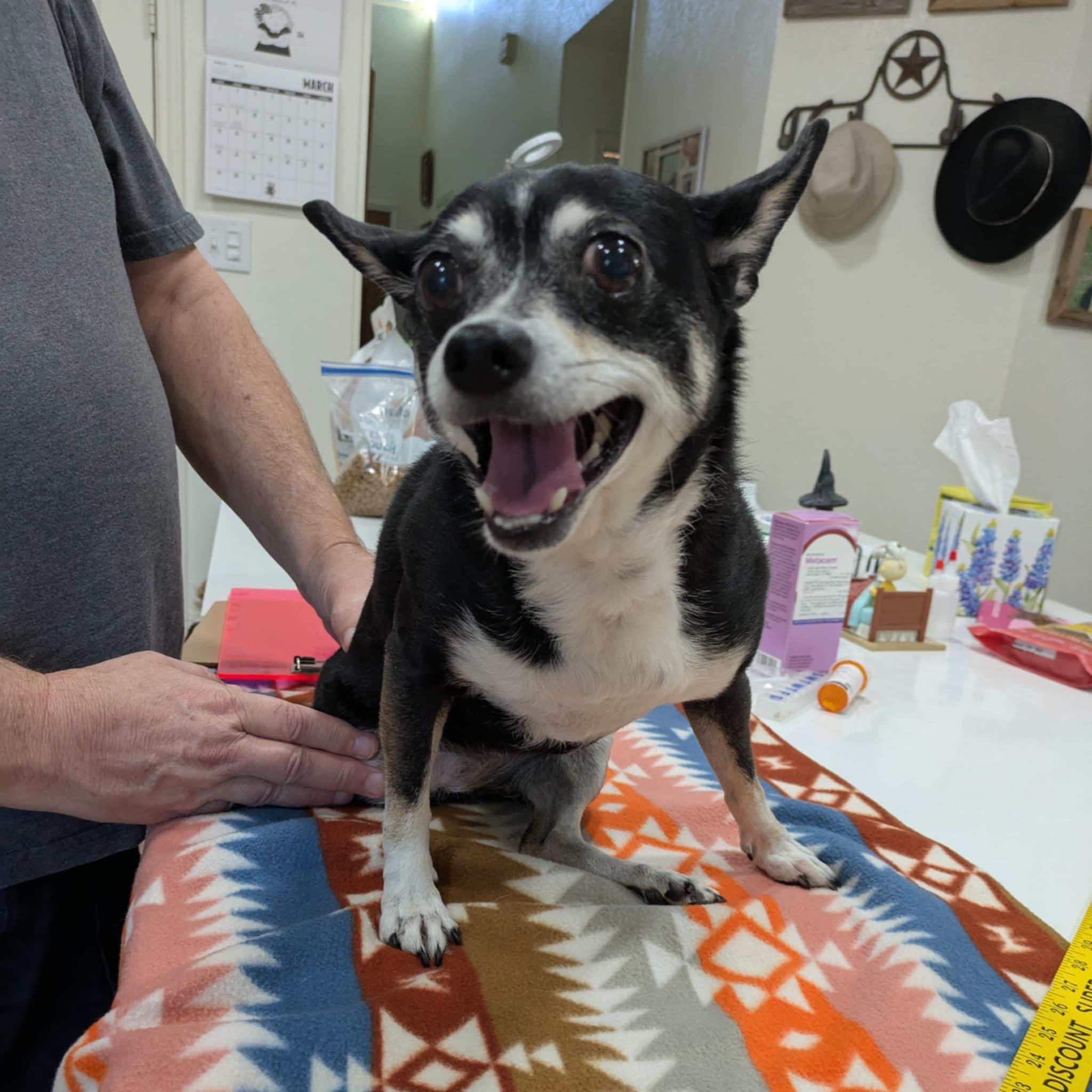 Phoebe, ADOPTABLE, Senior Female Chihuahua & Mixed Breed.