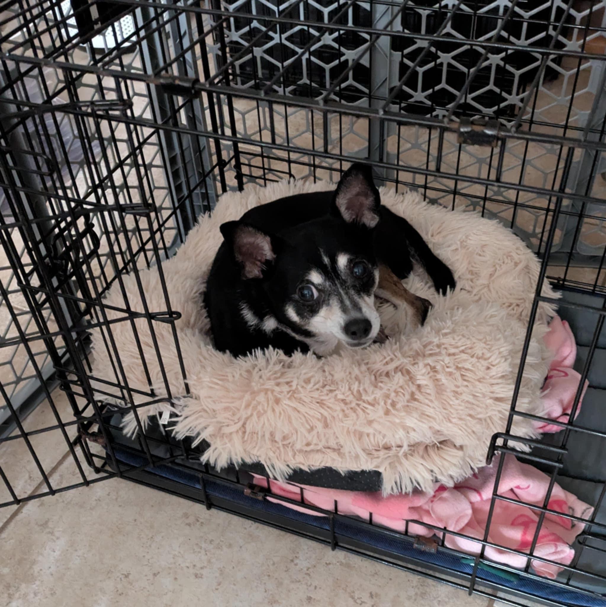 Enlarge Phoebe, a ADOPTABLE mixed breed in Round Rock, TX image 1/3