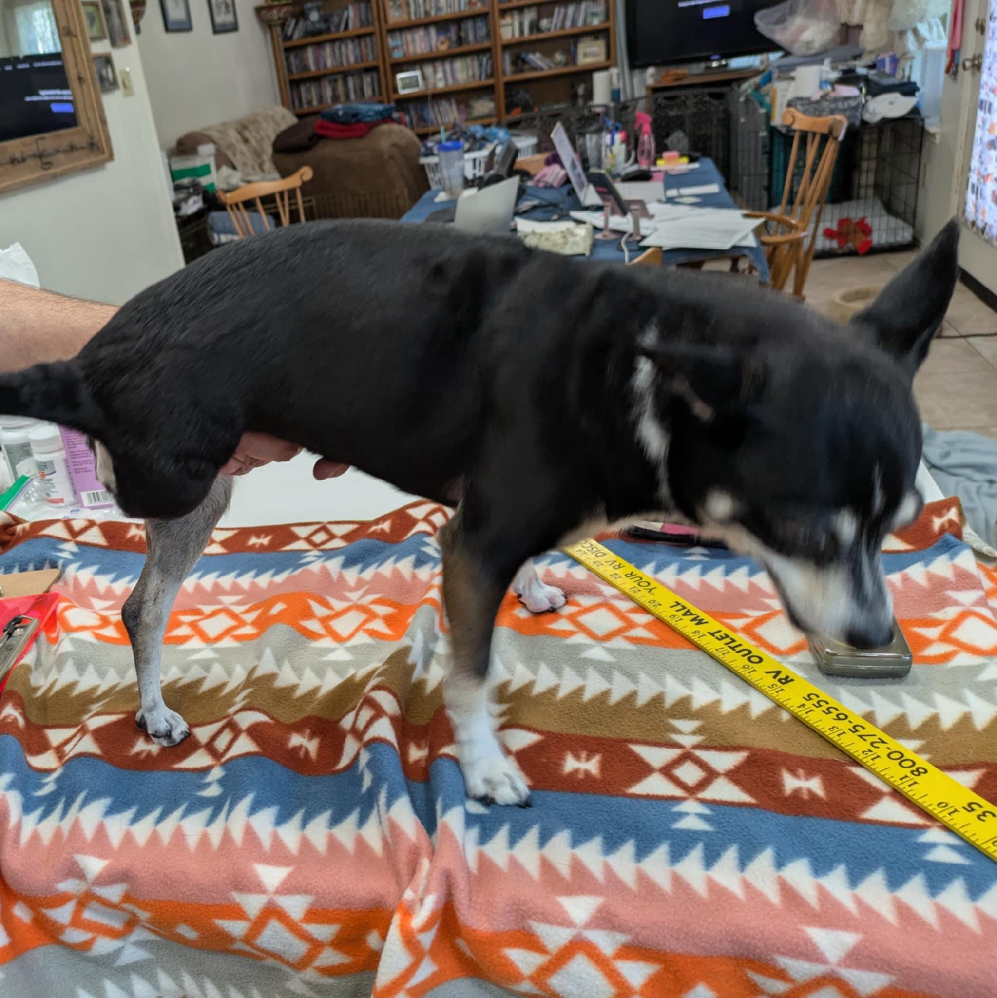 Enlarge Phoebe, a ADOPTABLE mixed breed in Round Rock, TX image 3/3