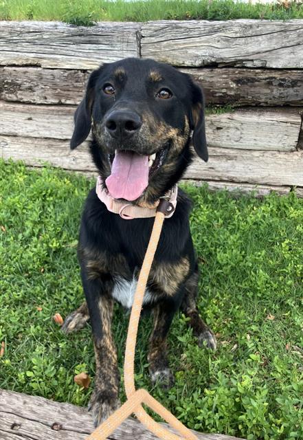Enlarge LITTLE GIRL, a Adoptable mixed breed in Albuquerque, NM image 1/1