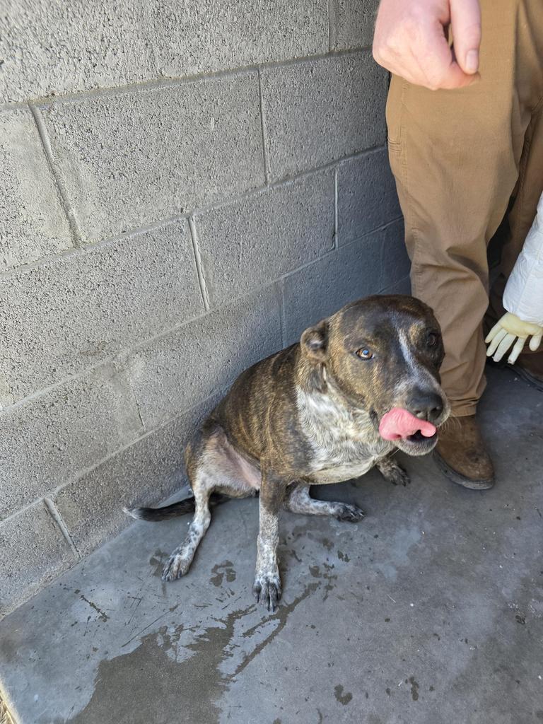 Enlarge Ellie, a Adoptable mixed breed in Holbrook, AZ image 1/1