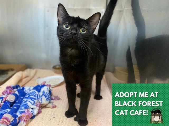 THUMBELINA, Adoptable, Young Female Domestic Short Hair.