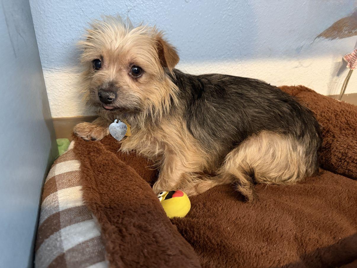 Enlarge Muneca, an adopted Yorkshire Terrier in El Paso, TX image 3/6
