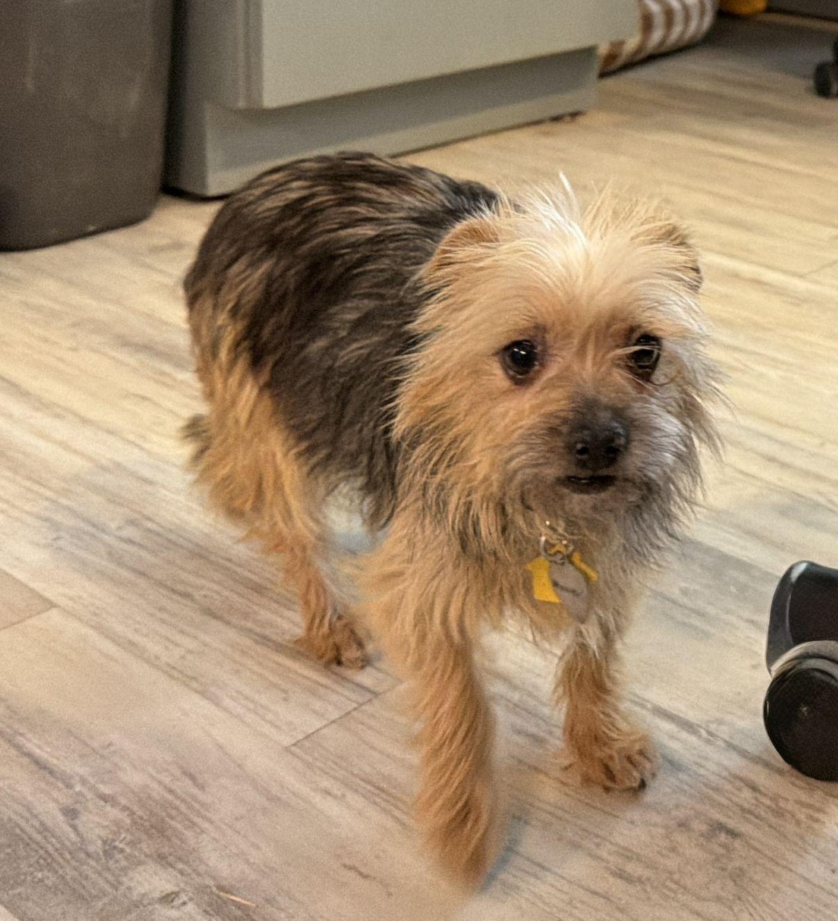 Enlarge Muneca, an adopted Yorkshire Terrier in El Paso, TX image 6/6