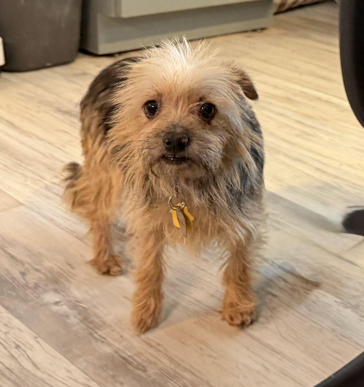 Enlarge Muneca, an adopted Yorkshire Terrier in El Paso, TX image 2/6