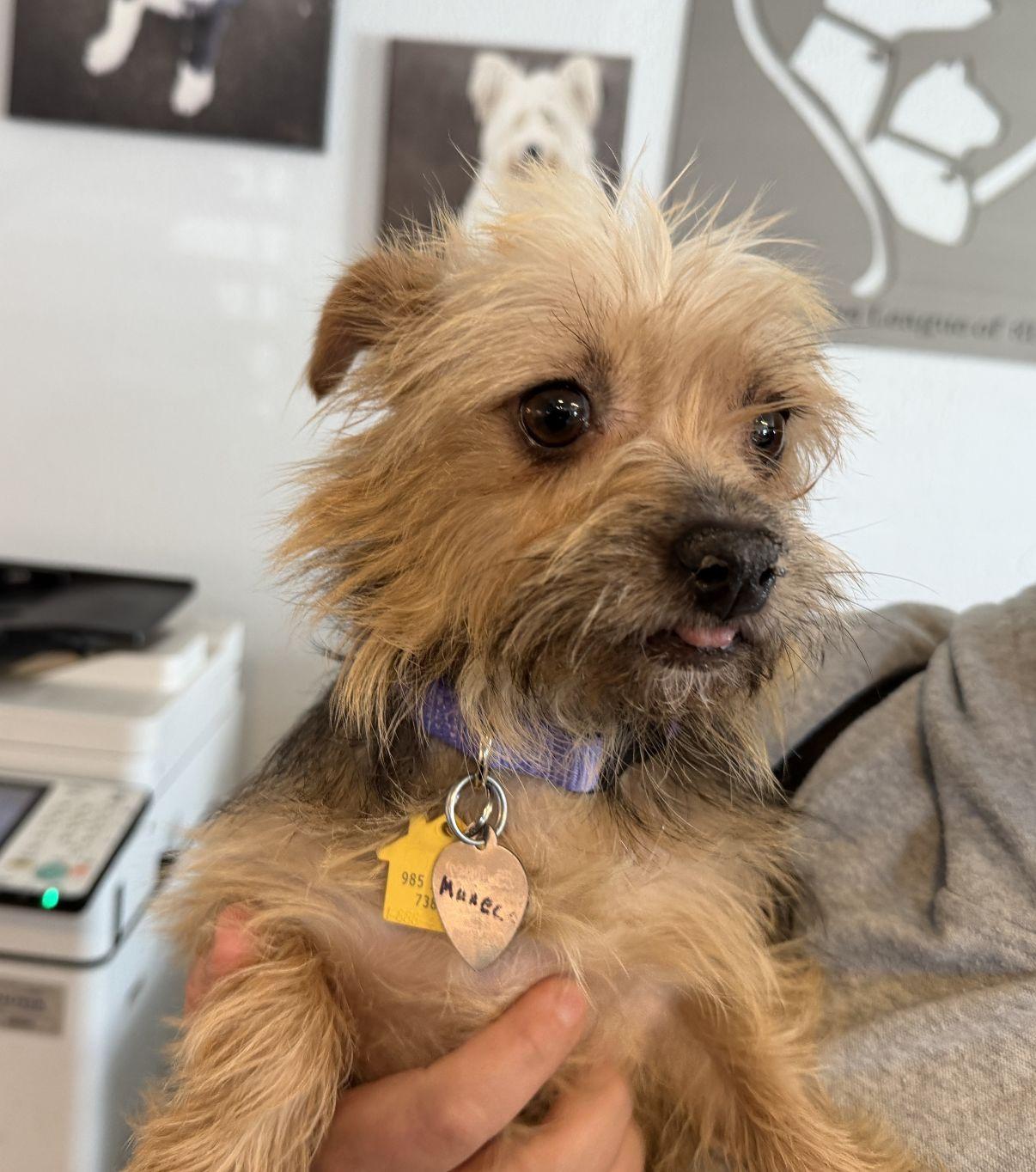 Enlarge Muneca, an adopted Yorkshire Terrier in El Paso, TX image 1/6