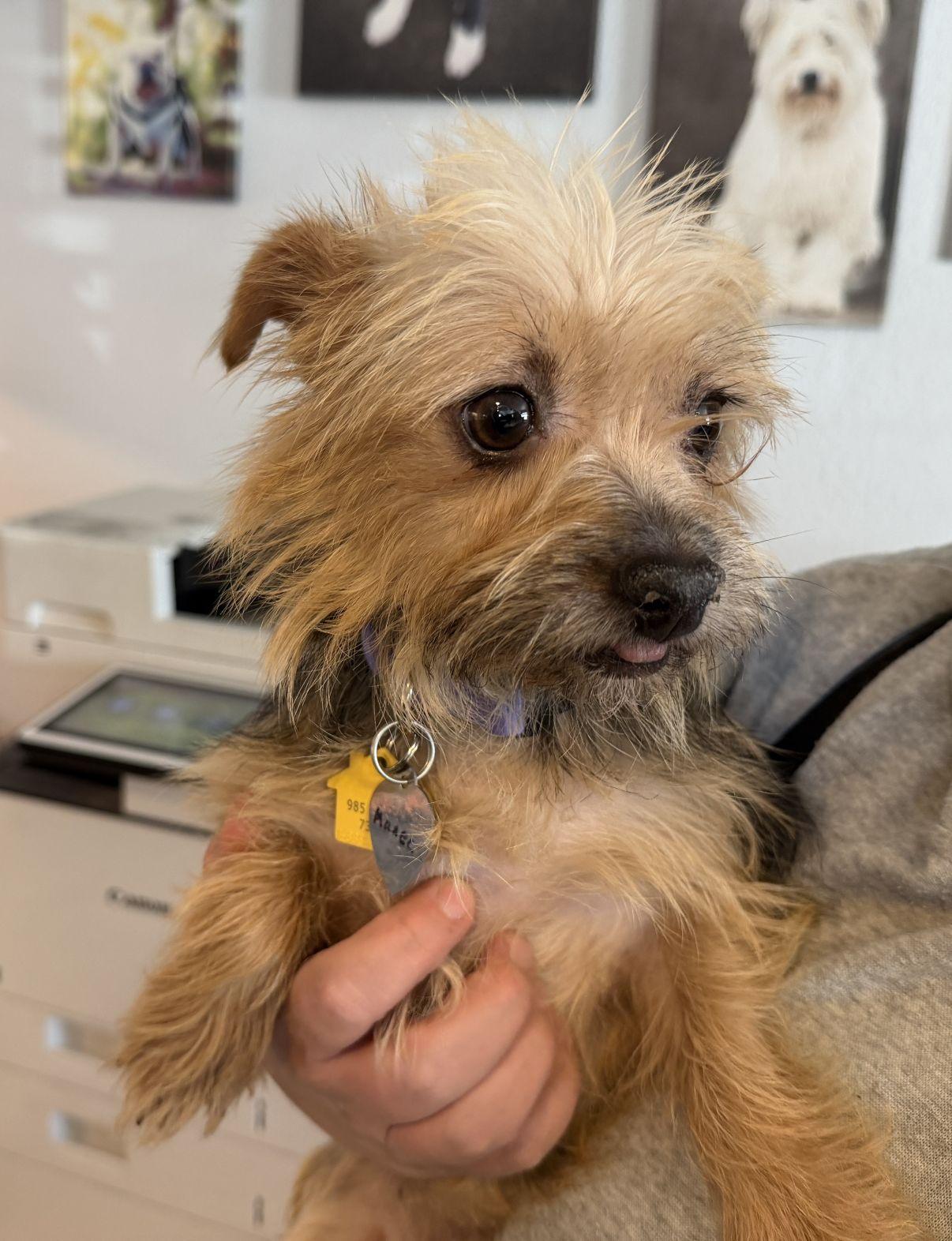 Enlarge Muneca, an adopted Yorkshire Terrier in El Paso, TX image 4/6