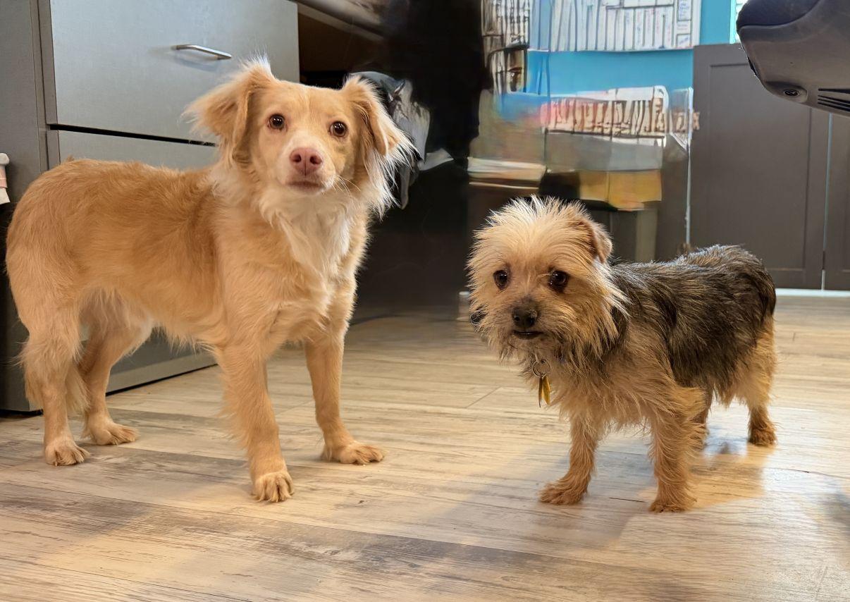 Enlarge Muneca, an adopted Yorkshire Terrier in El Paso, TX image 5/6