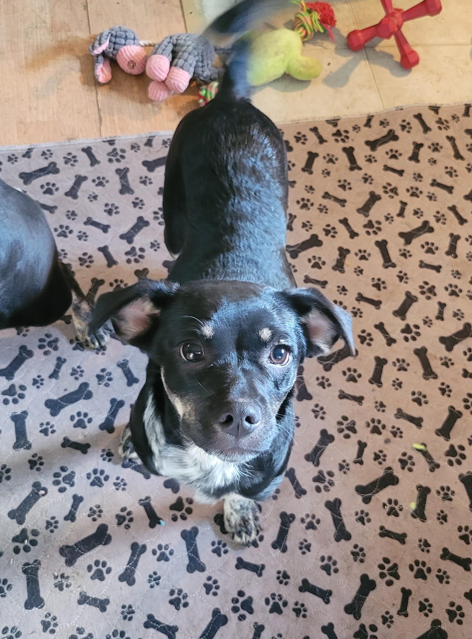 Hyacinth , ADOPTABLE, Young Female Mixed Breed & Chihuahua.