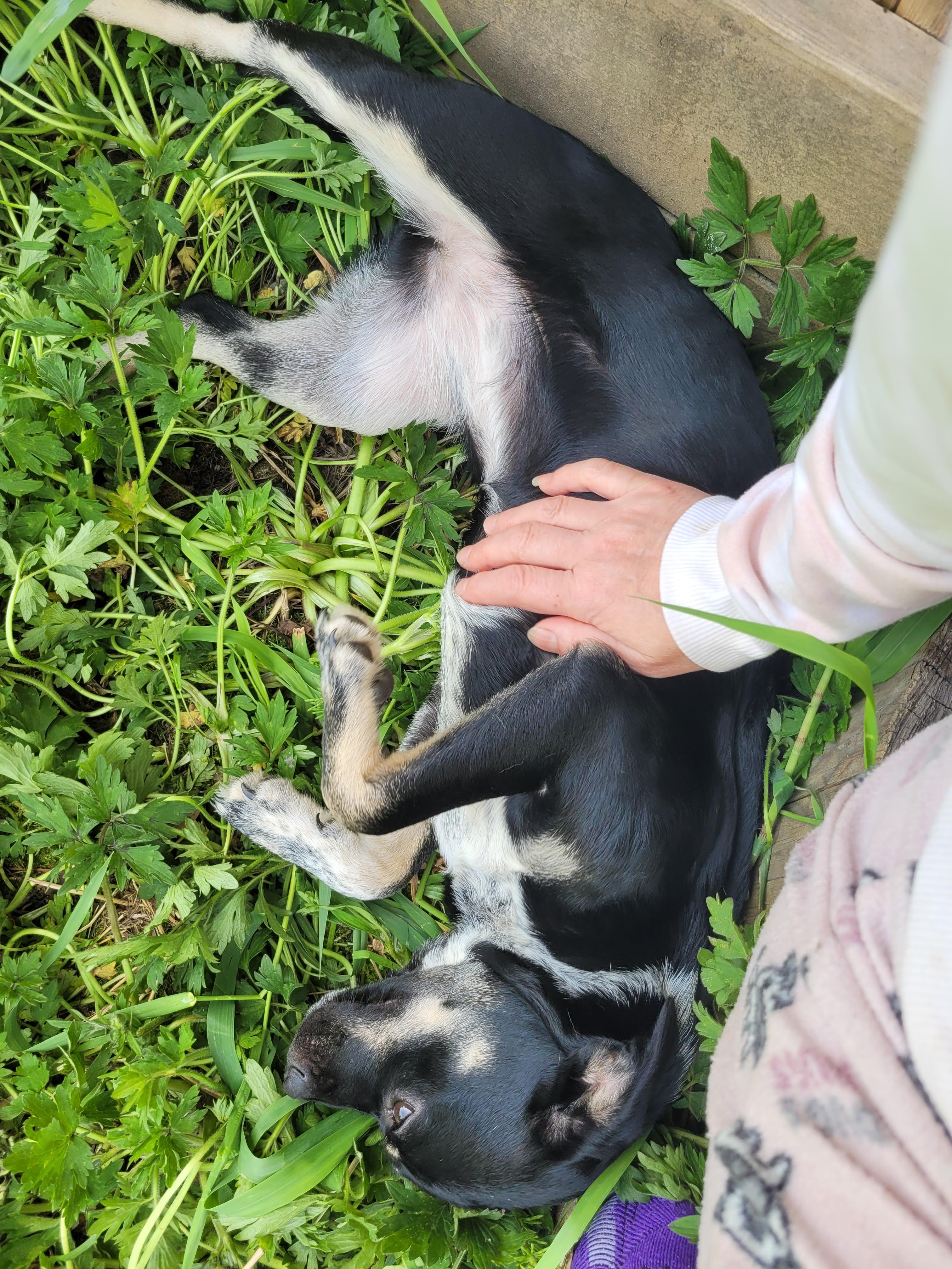 Hyacinth , a ADOPTABLE mixed breed in Vancouver, BC image 2/2