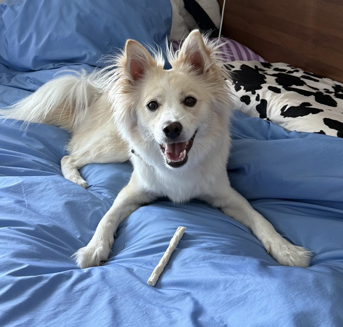Marine, ADOPTABLE, Young Male Japanese Spitz & Jindo.