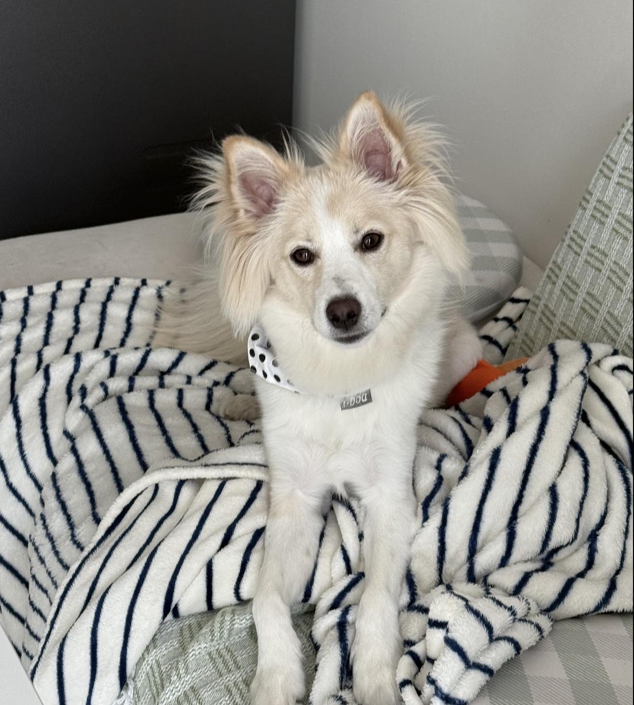 Marine, a ADOPTABLE mixed breed in Manchester , NH image 3/6