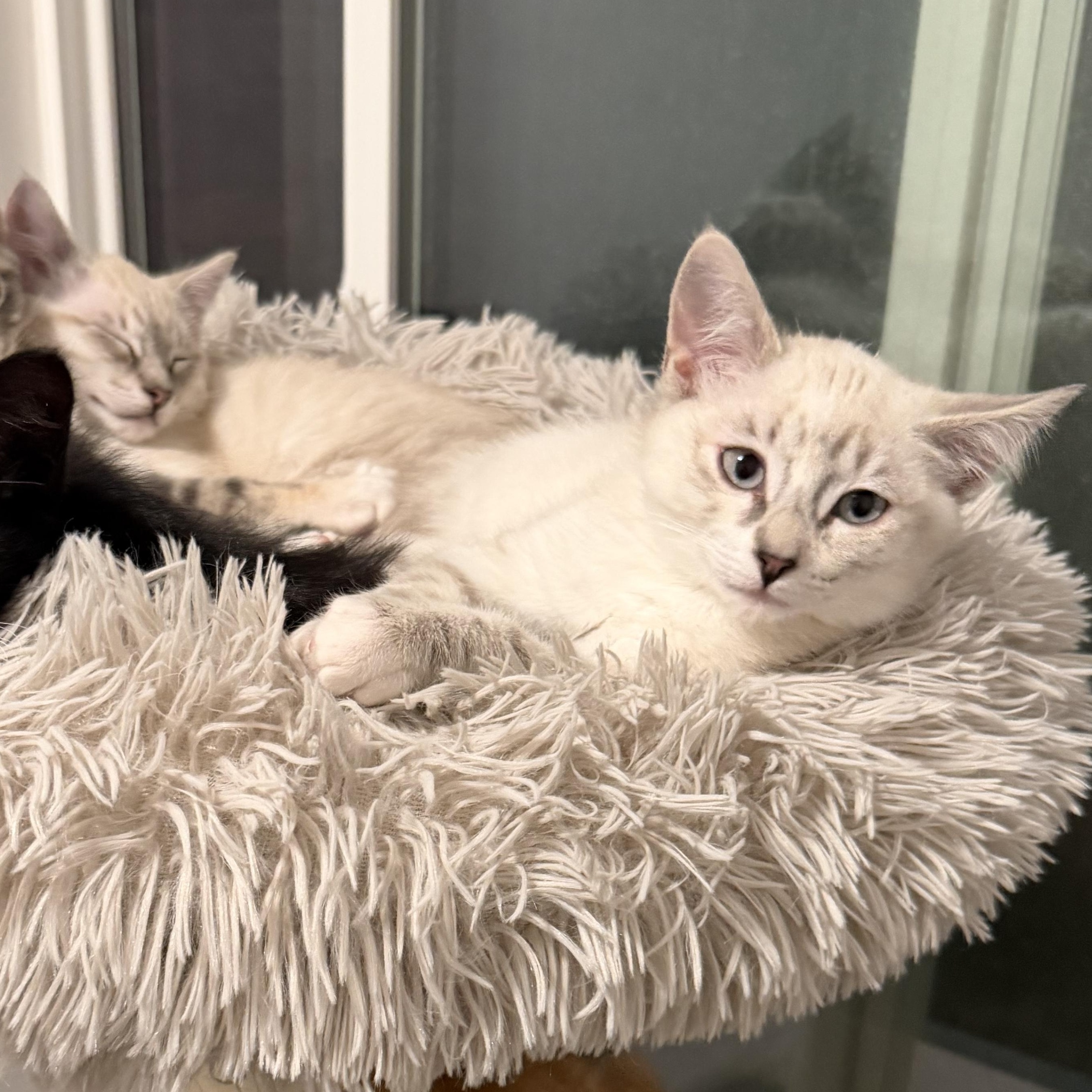 Martini, a Adoptable Domestic Short Hair in Midvale, UT image 5/6