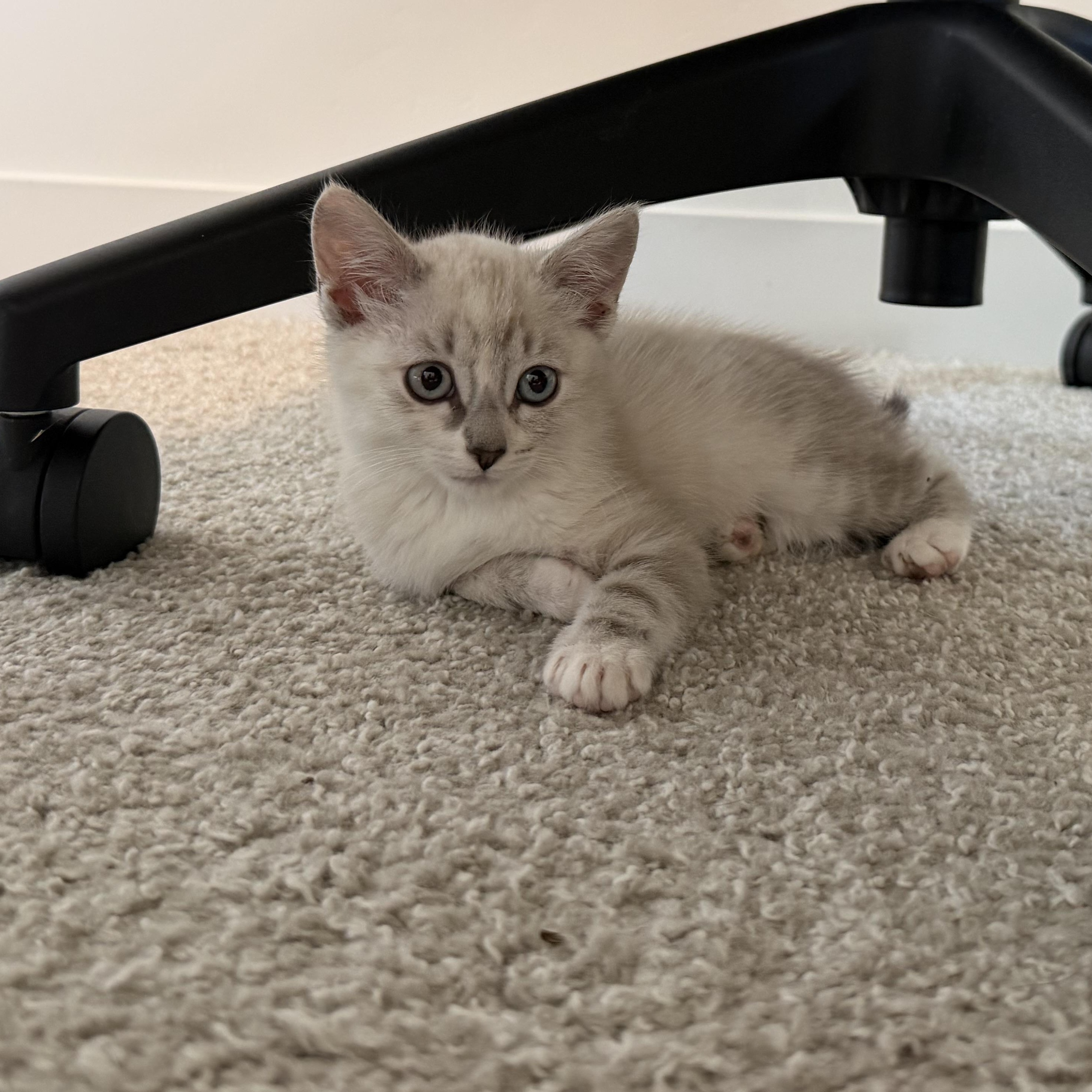 Martini, a Adoptable Domestic Short Hair in Midvale, UT image 2/6