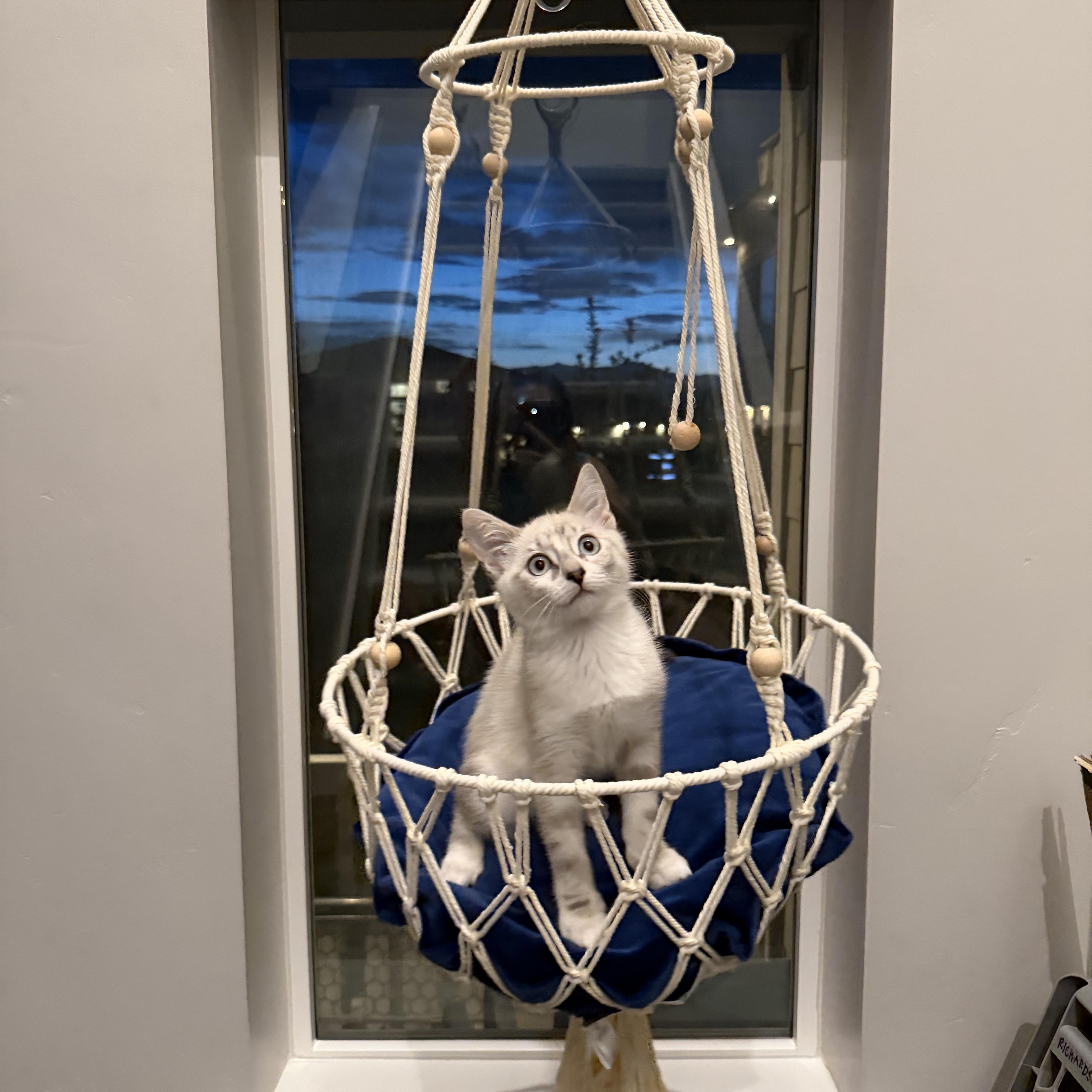 Martini, Adoptable, Kitten Female Domestic Short Hair.