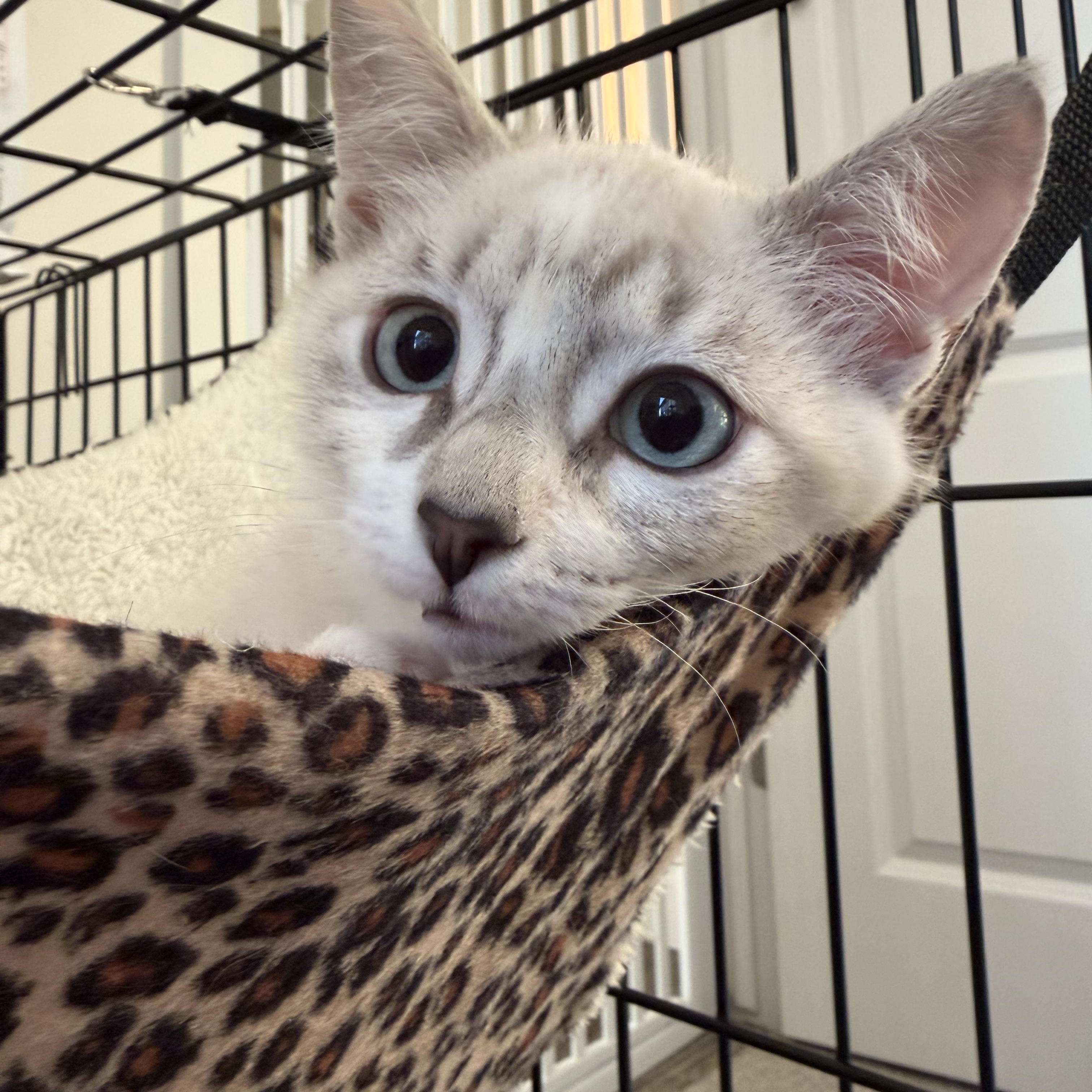 Martini, a Adoptable Domestic Short Hair in Midvale, UT image 4/6