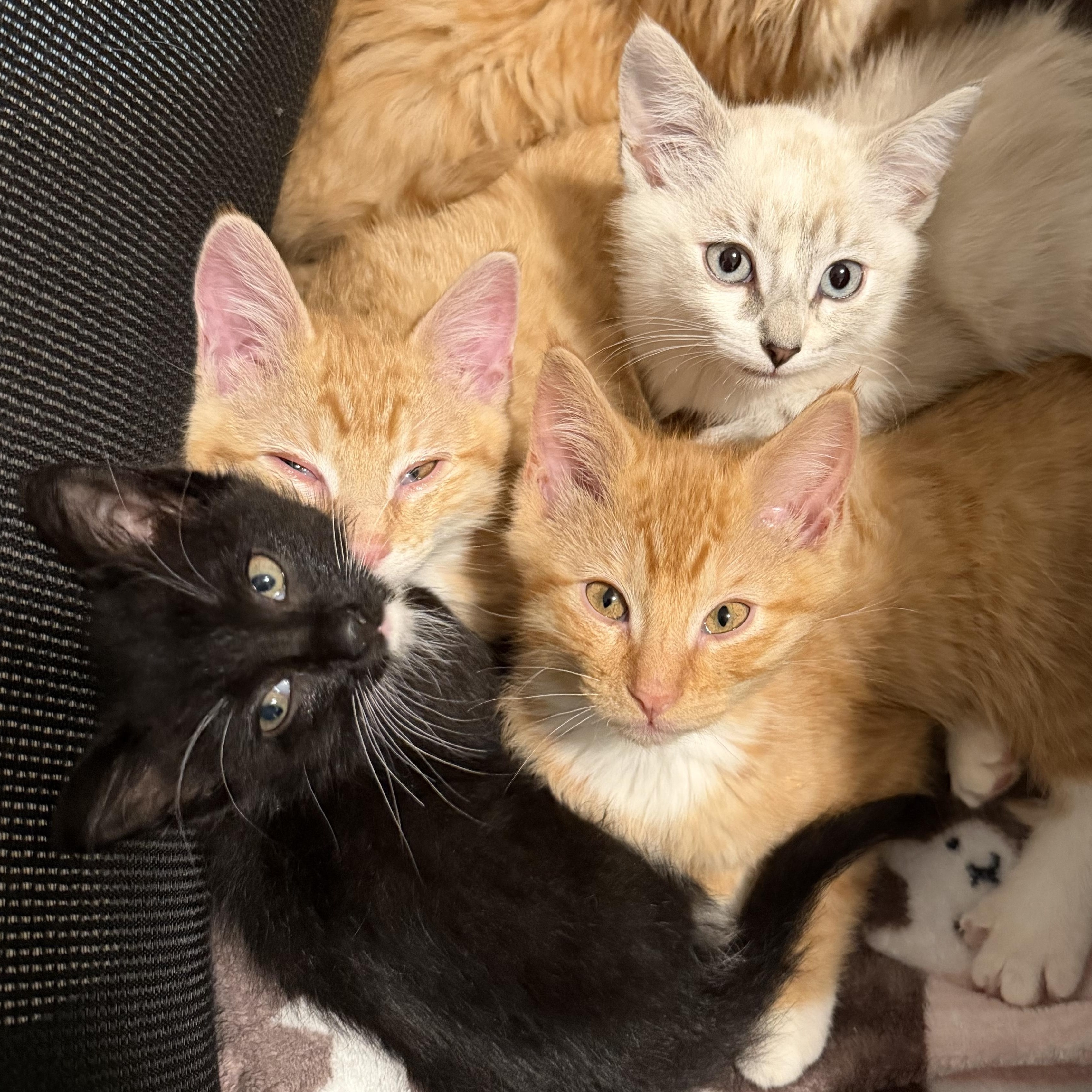 Martini, a Adoptable Domestic Short Hair in Midvale, UT image 3/6