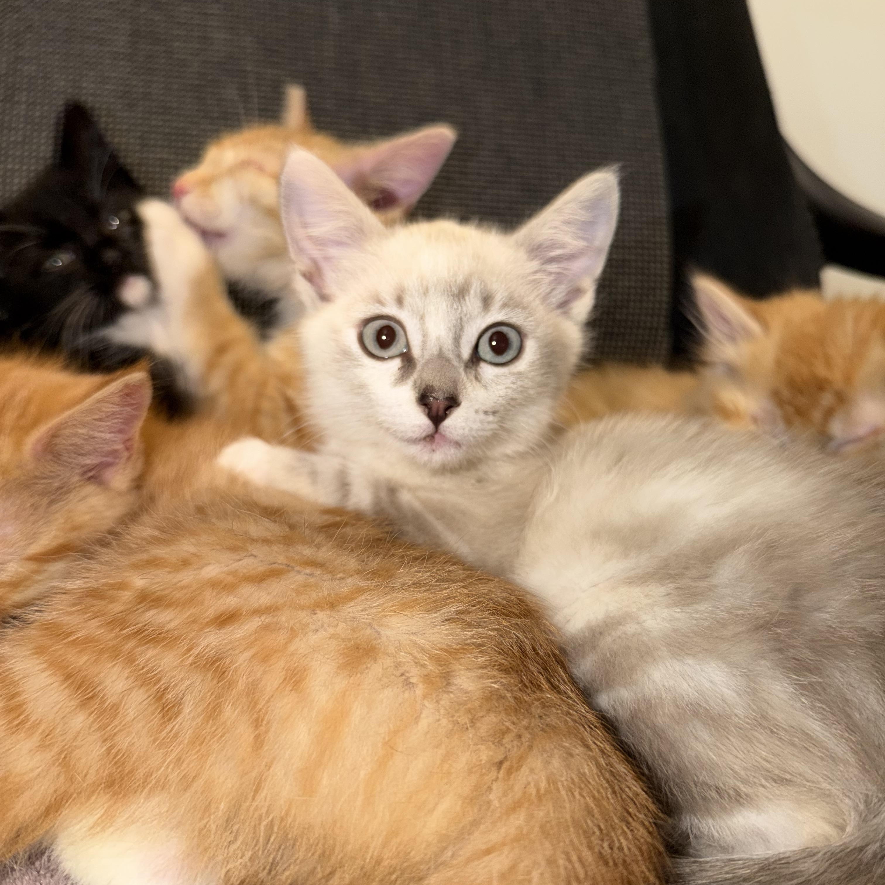 Martini, a Adoptable Domestic Short Hair in Midvale, UT image 6/6