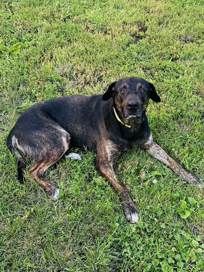 Dog for adoption Hank, a Mixed Breed in Walthill, NE Petfinder