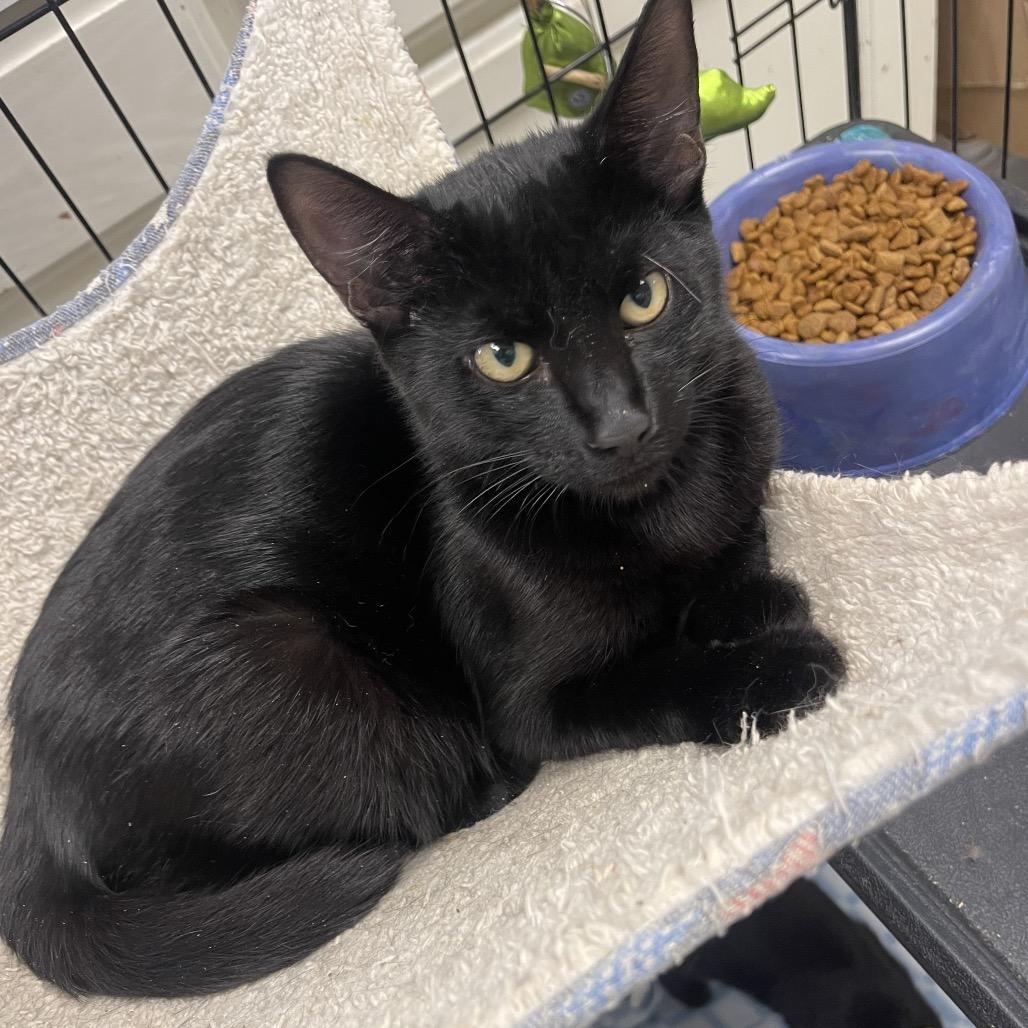 Blitzen, Adoptable, Kitten Male Domestic Short Hair.