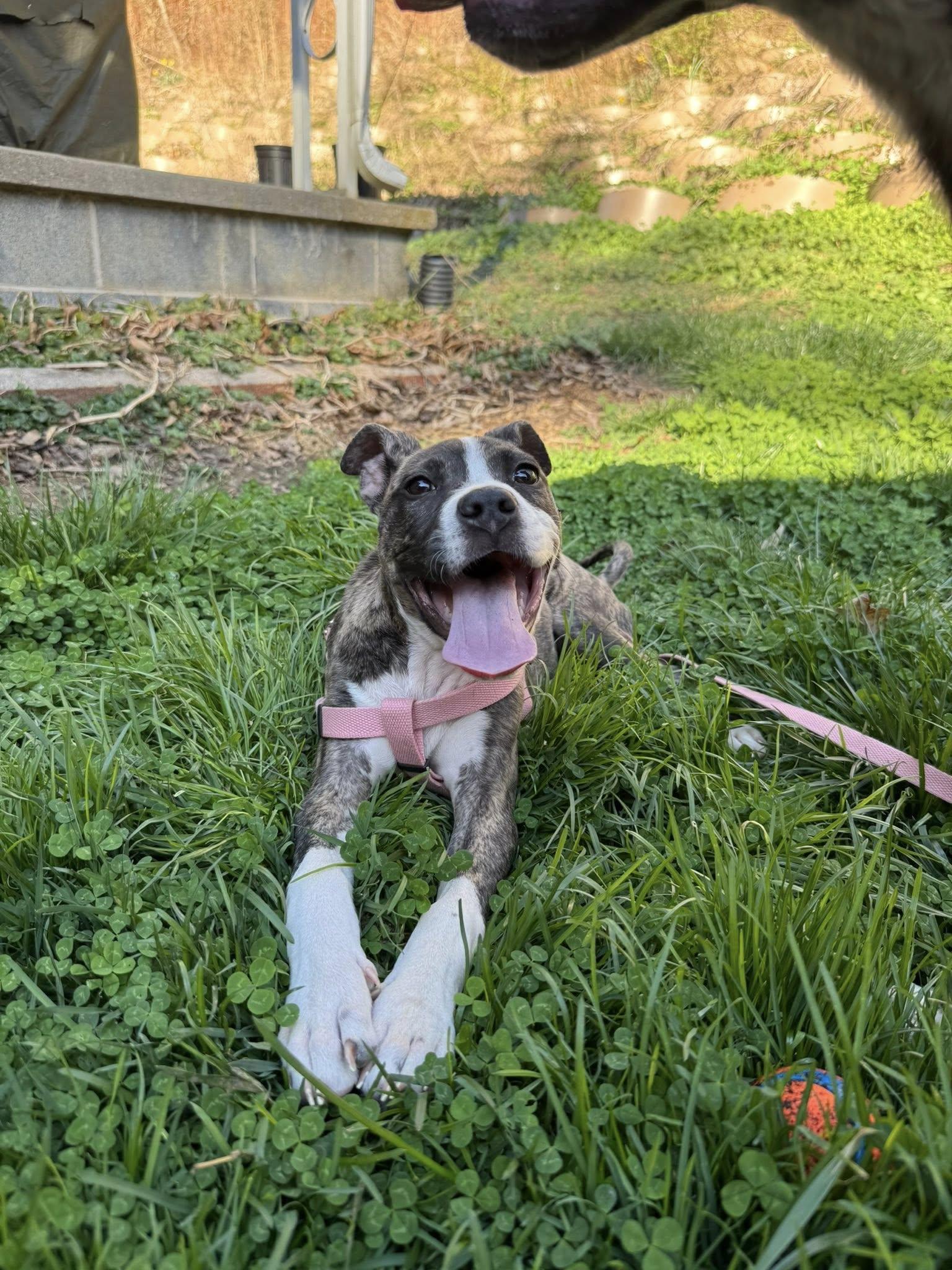 Enlarge Aria, an adopted mixed breed in Clyde, NC image 2/4