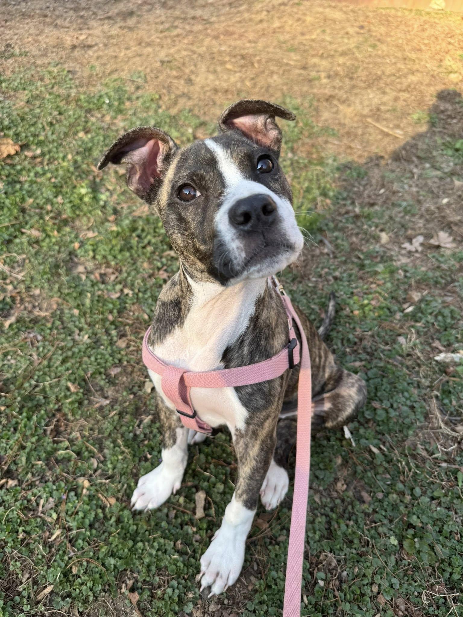 Enlarge Aria, an adopted mixed breed in Clyde, NC image 1/4