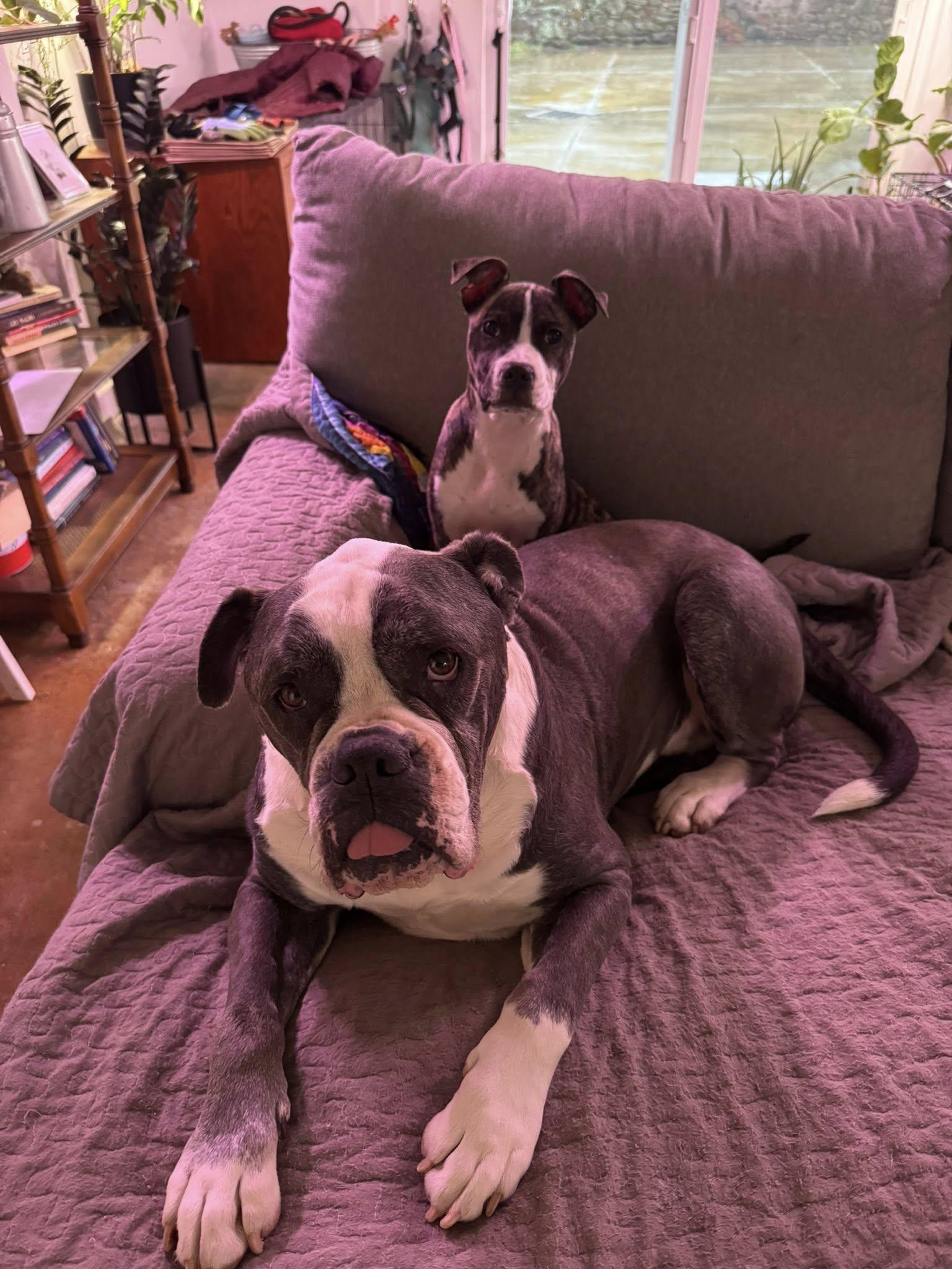 Enlarge Aria, an adopted mixed breed in Clyde, NC image 4/4