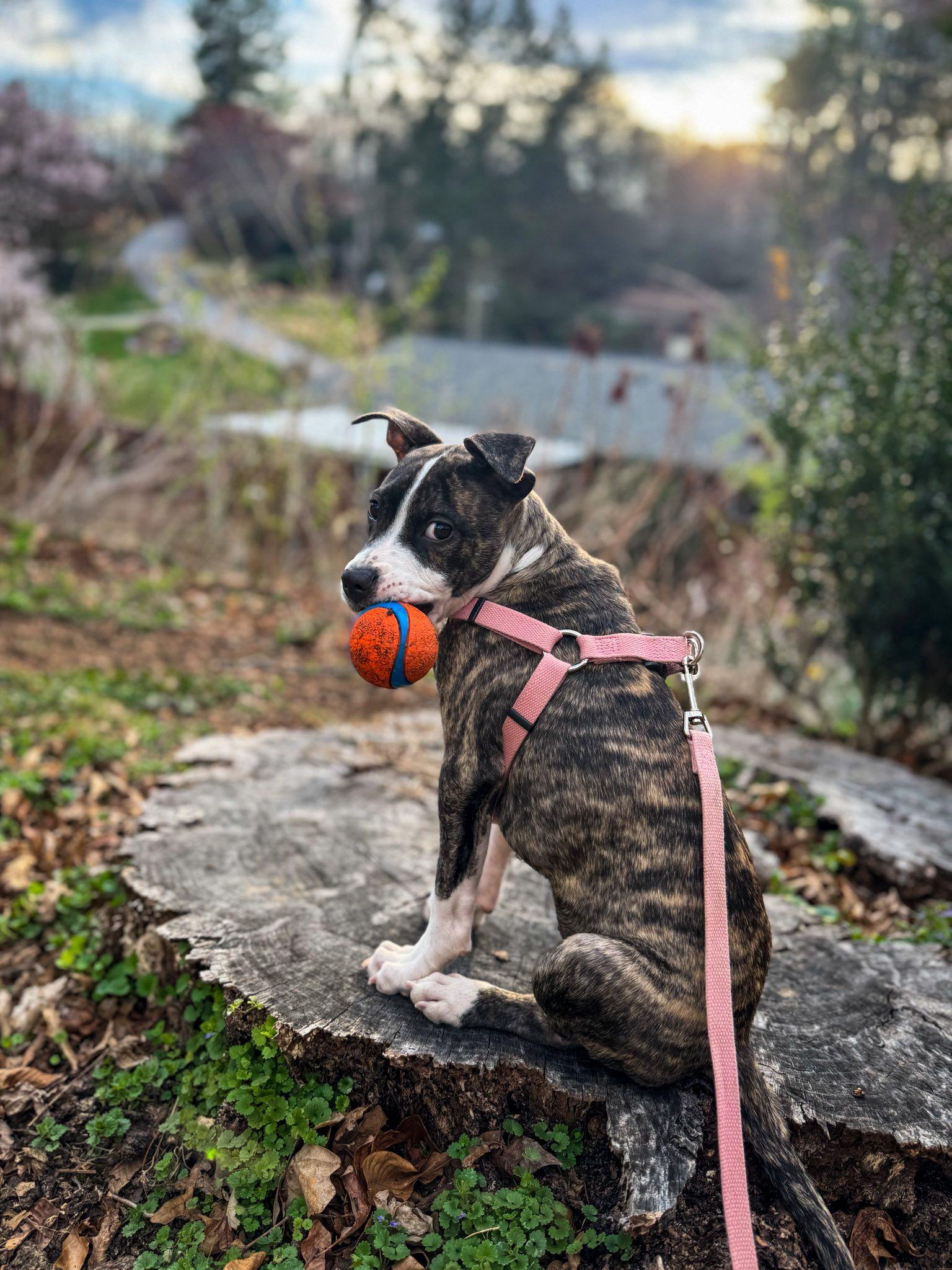 Enlarge Aria, an adopted mixed breed in Clyde, NC image 3/4