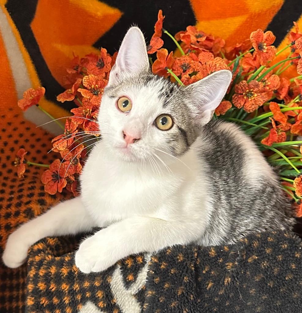 Enlarge 5/21/26 Amabel, a Adoptable mixed breed in Stillwater, OK image 1/2