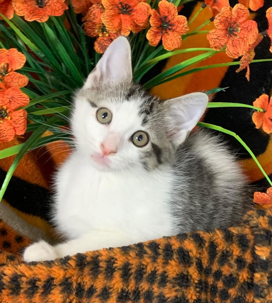 5/21/26 Amabel, Adoptable, Kitten Female Domestic Short Hair.