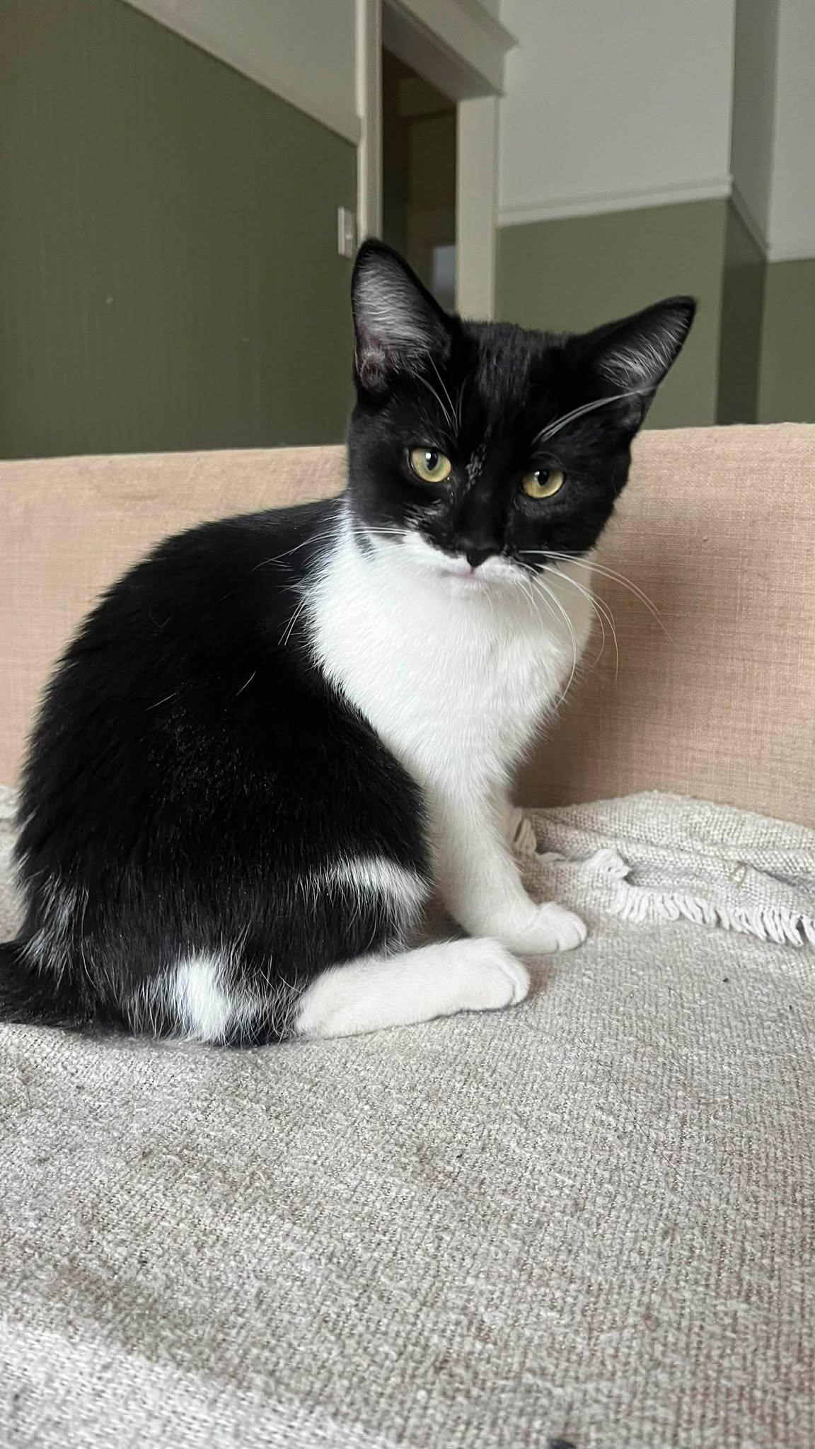 Enlarge Robin, an adopted Tuxedo in Verdun, QC image 1/1