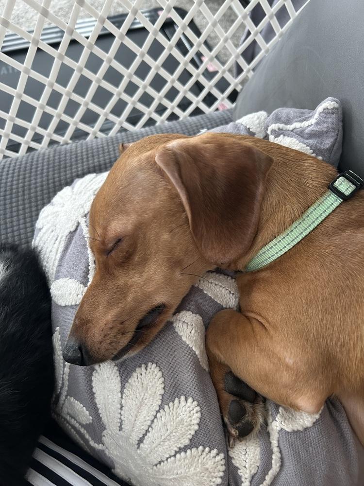 Enlarge Koby, a Adoptable mixed breed in Jefferson Hills, PA image 1/5