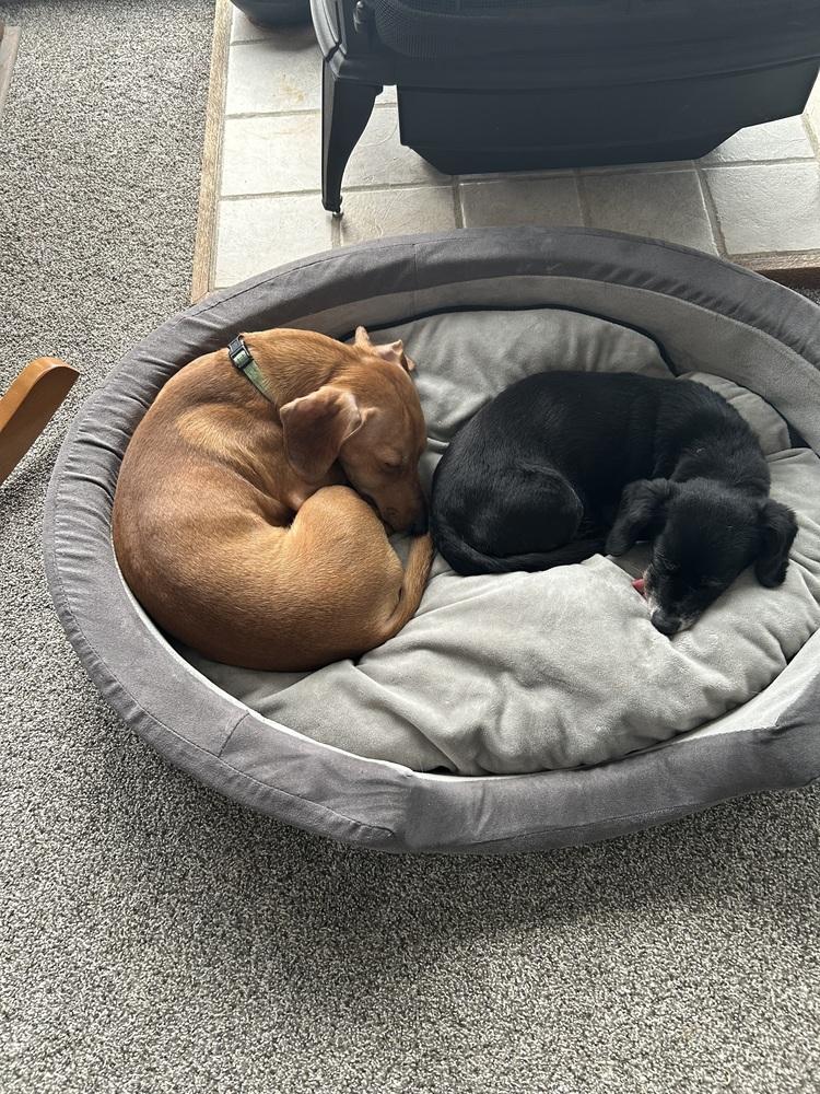 Enlarge Koby, a Adoptable mixed breed in Jefferson Hills, PA image 3/5