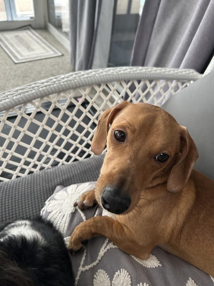 Enlarge Koby, a Adoptable mixed breed in Jefferson Hills, PA image 4/5