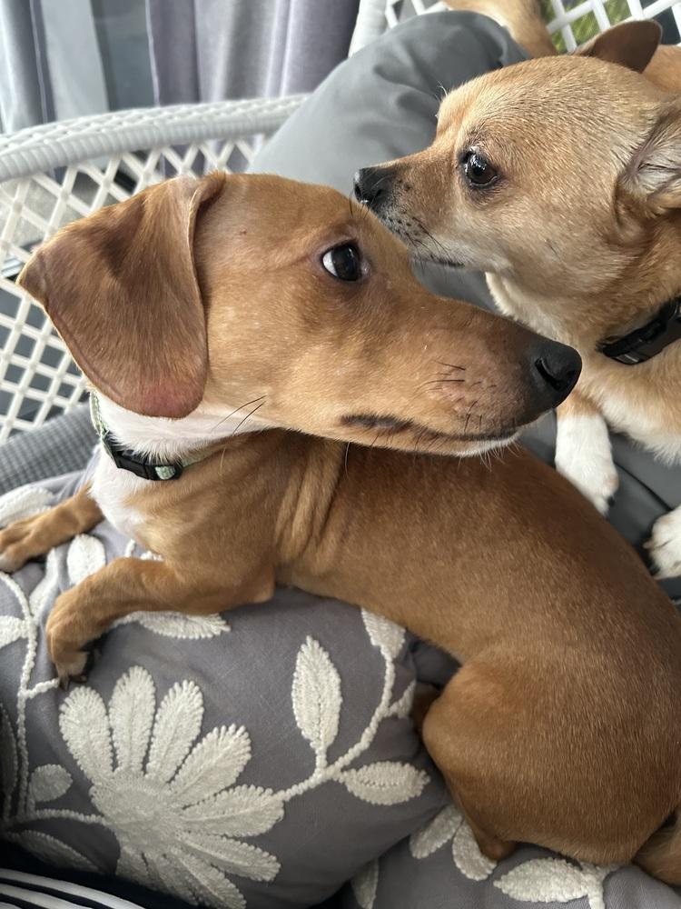 Enlarge Koby, a Adoptable mixed breed in Jefferson Hills, PA image 5/5