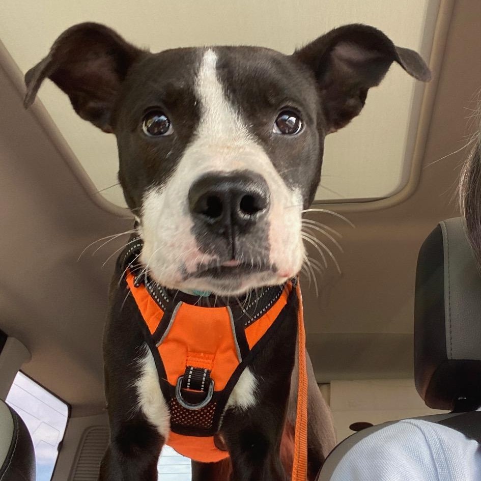 Enlarge Pepper, a Adoptable mixed breed in Mount Pleasant, MI image 3/6