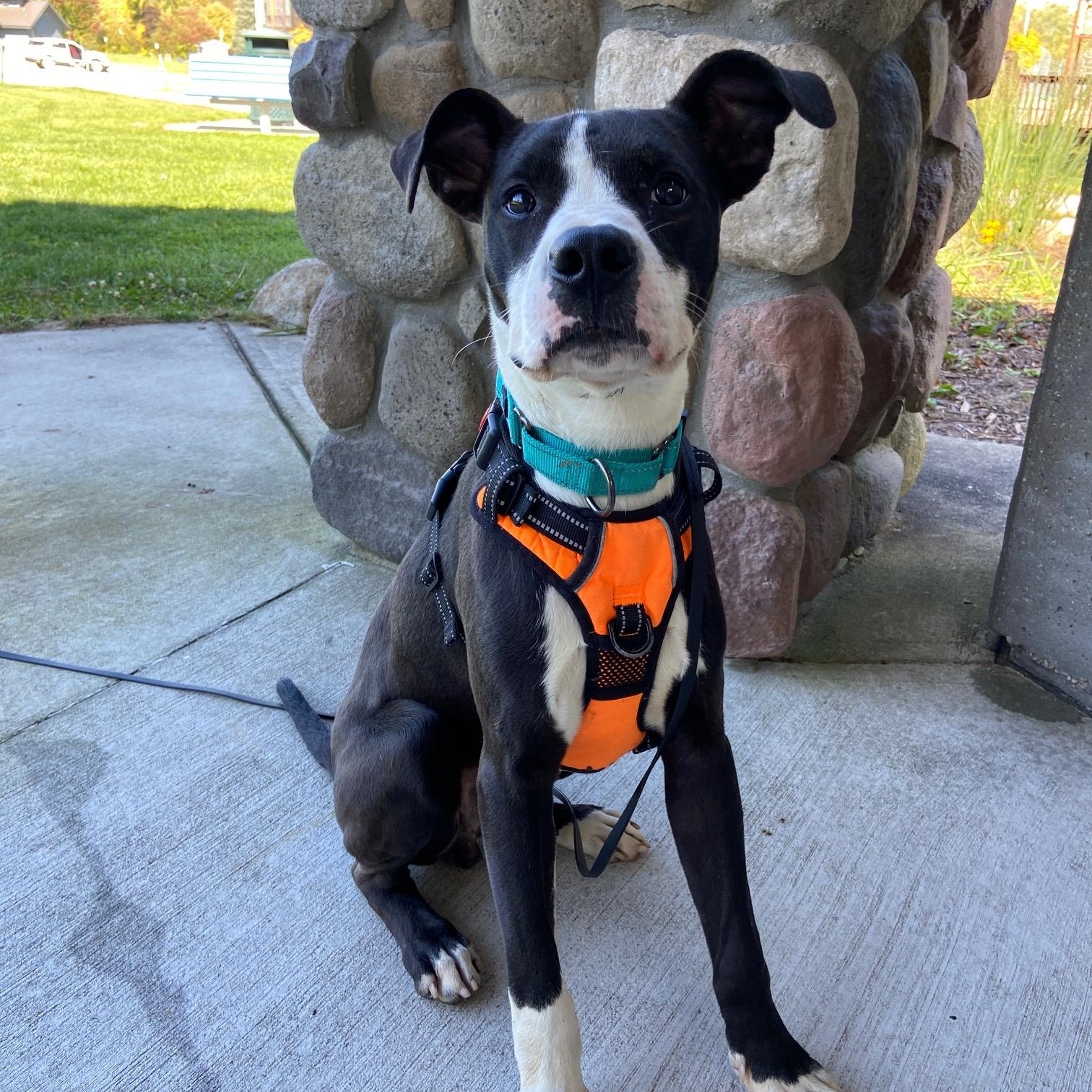 Enlarge Pepper, a Adoptable mixed breed in Mount Pleasant, MI image 2/6