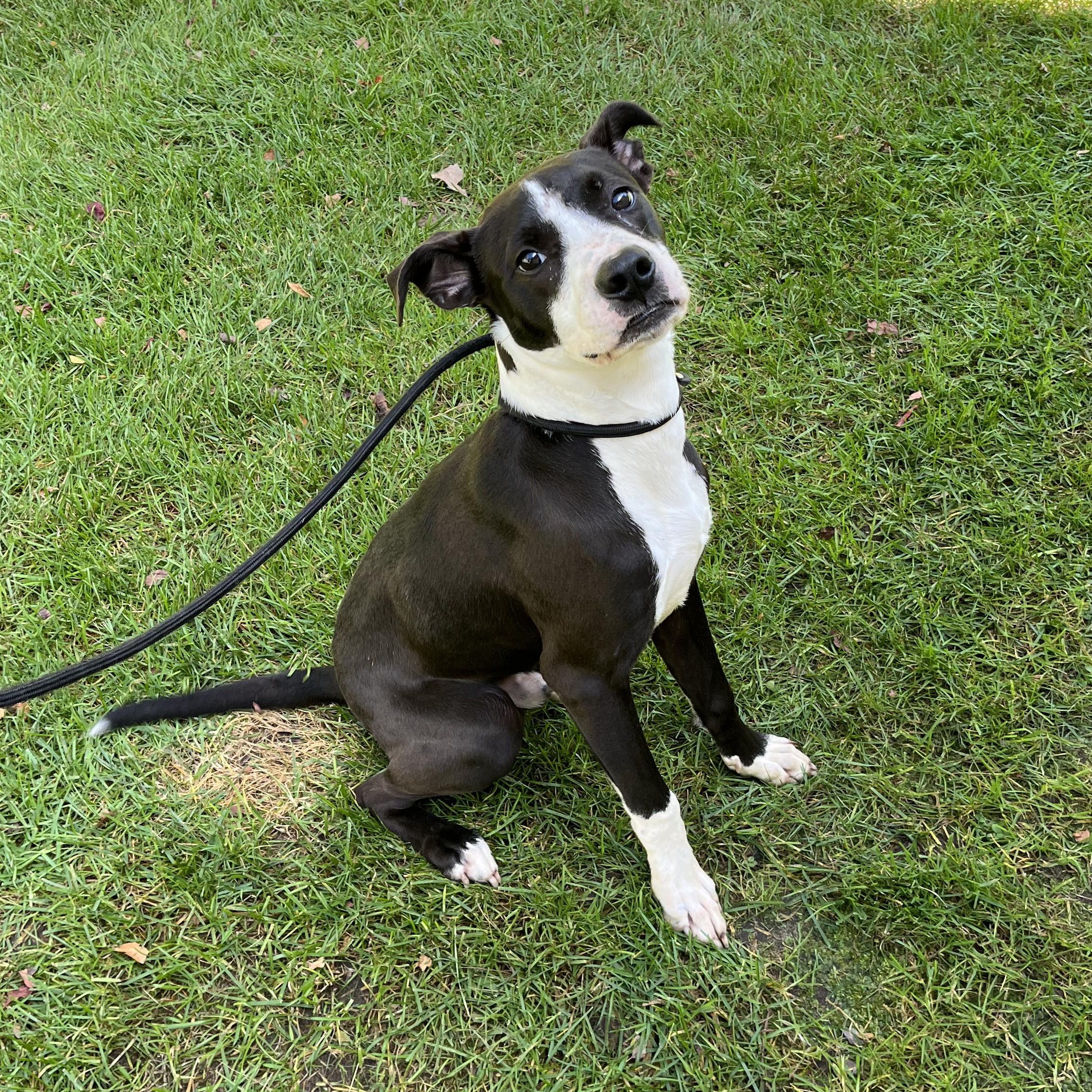 Enlarge Pepper, a Adoptable mixed breed in Mount Pleasant, MI image 6/6