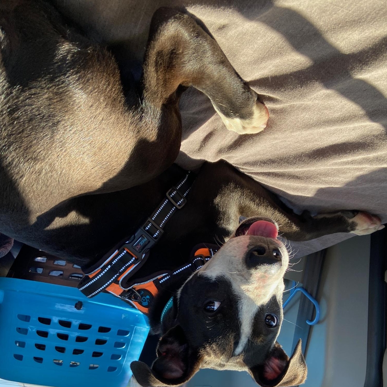 Enlarge Pepper, a Adoptable mixed breed in Mount Pleasant, MI image 4/6