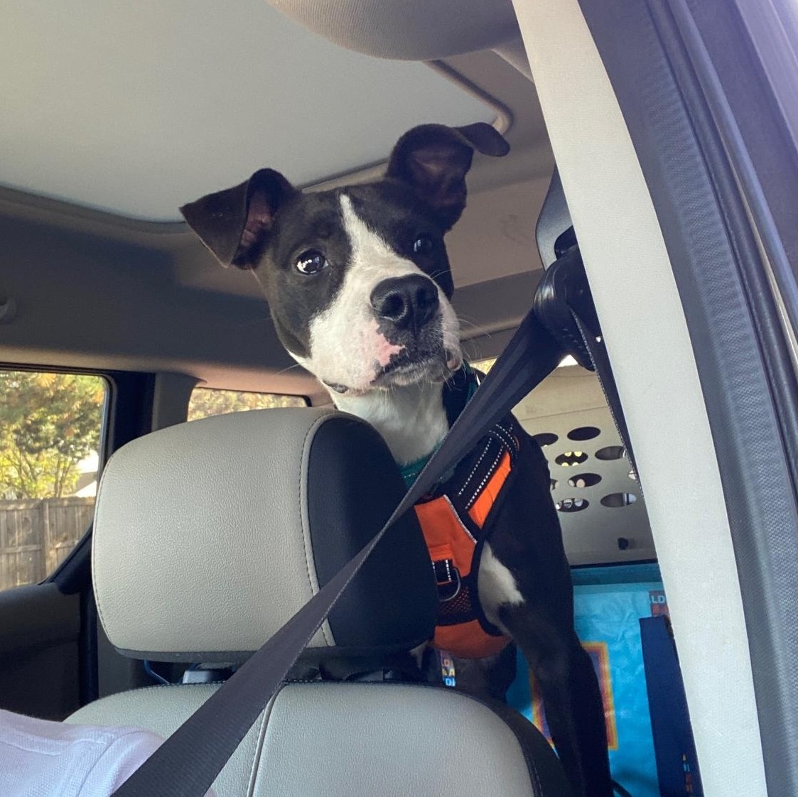 Enlarge Pepper, a Adoptable mixed breed in Mount Pleasant, MI image 5/6