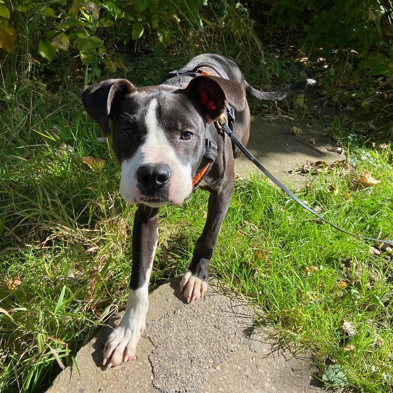 Enlarge Pepper, a Adoptable mixed breed in Mount Pleasant, MI image 1/6