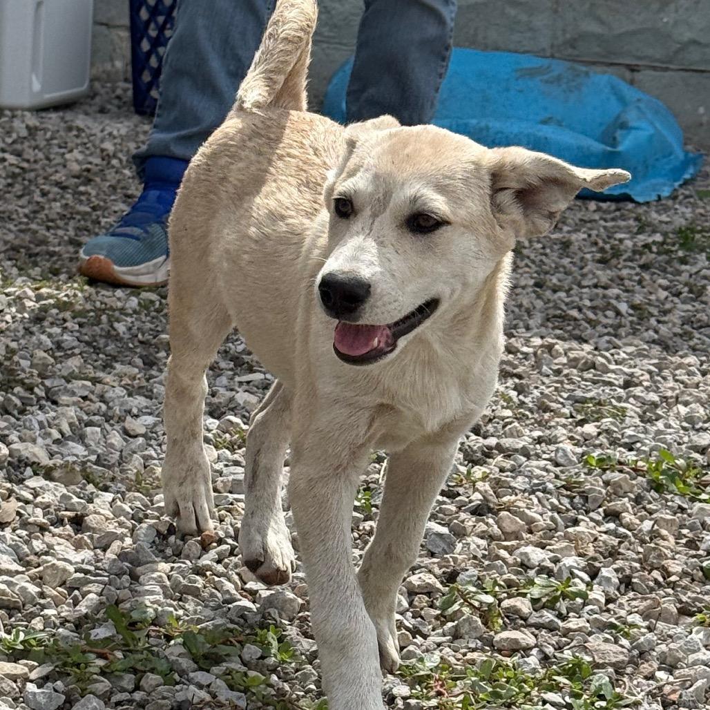Enlarge Pancake, a Adoptable Mixed Breed in Tipton, IA image 1/4